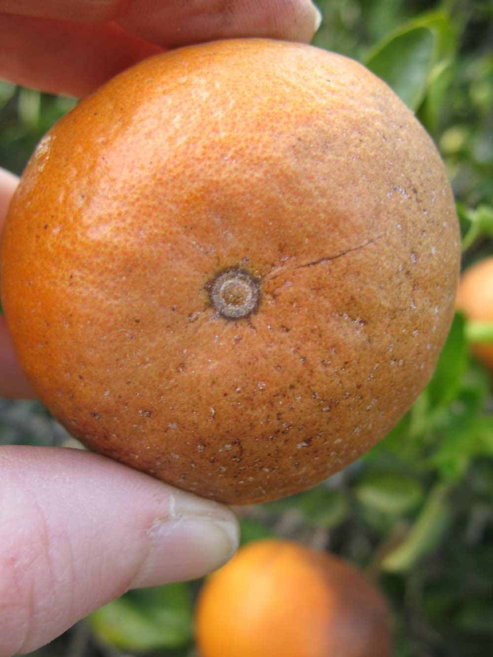              Fruit (Winter Haven, FL)       